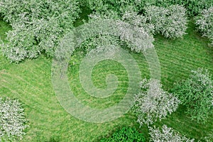 Flowering apple trees in green spring park. aerial top view