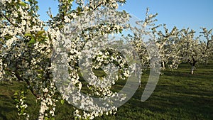 Flowering apple trees are growing in a horticultural garden