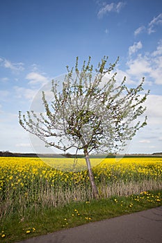 Flowering Apple Trees In Spring