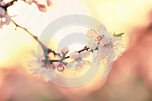 Flowering apricot, beatiful spring, flowers natural colorful background, blurred image, space for text, selective focus