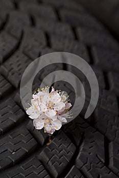 Flowering apricot branch