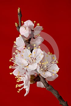 Flowering apricot branch