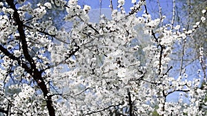 Flowering apricot on a clear spring day