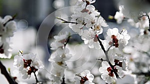 Flowering apricot on a clear spring day