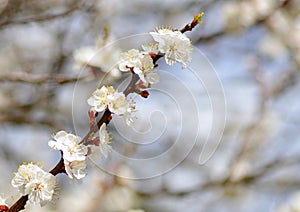 Flowering apricot close-up in early spring, free space