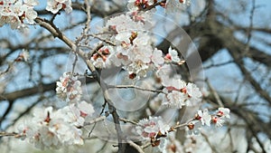 Flowering apricot in the spring. Beautiful spring sunny floral backround, closeup. 4K video footage