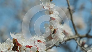 Flowering apricot in the spring. Beautiful spring sunny floral backround, closeup. 4K video footage