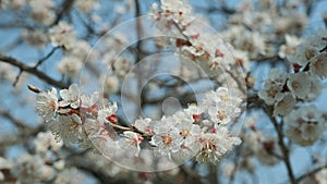 Flowering apricot in the spring. Beautiful spring sunny floral backround, closeup. 4K video footage