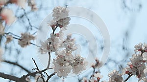 Flowering apricot in the spring. Beautiful spring sunny floral backround, closeup. video footage