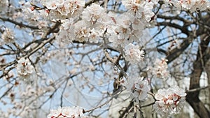 Flowering apricot in the spring. Beautiful spring sunny floral backround, closeup. video footage, slow moshion