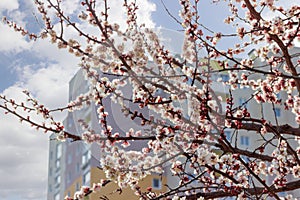 Flowering apricot tree on background of a multistory building