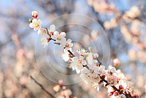 Flowering apricot tree branch