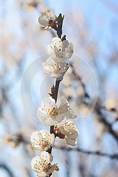 Flowering apricot tree branch