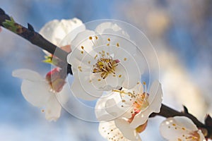 Flowering apricot tree branch