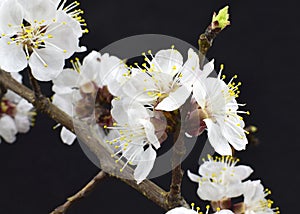 Flowering apricot tree branch isolated on a black background