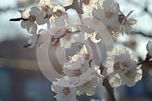 Flowering apricot tree in spring