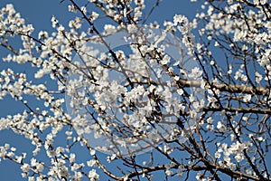 Flowering apricot tree in spring