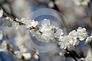 Flowering apricot tree in spring