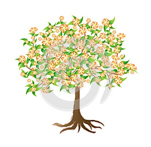 Flowering apricot tree