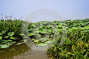 Flowering aquatic plants by lotus pond in sunny summer