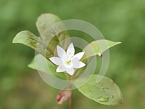 Arctic starflower white starshaped flower photo