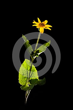 Flowering Arnica isolated on Black