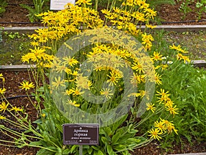 Flowering arnica montana