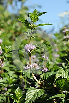 flowering aromatic plant Mint (Latin Mentha) - a genus of plants in the Lamiaceae family