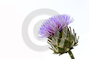 Flowering artichoke