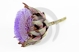 A flowering artichoke