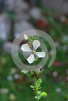 Flowering Arugula (Eruca vesicaria ssp. sativa)