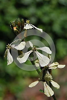 Flowering Arugula (Eruca vesicaria ssp. sativa)