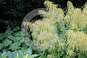 A flowering Aruncus dioicus, Goat`s Beard, in a garden with Hostas and grapevine in Wisconsin