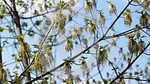 Flowering of ash-leaved maple tree in late April