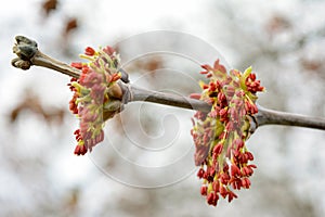 Flowering ash treeflowering ash tree