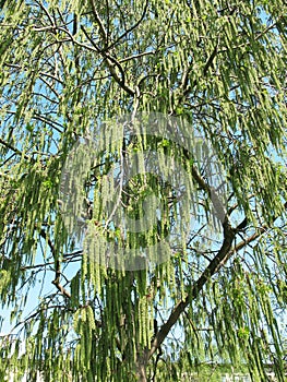 Flowering aspen pine (Populus tremula)