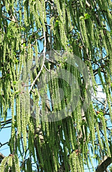 Flowering aspen pine (Populus tremula)