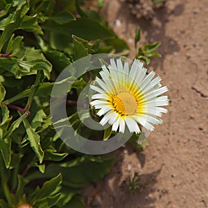 Flowering Asteriscus schultzii