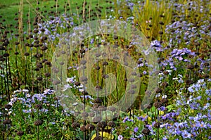 flowering asters in the flower bed form a monoculture, a carpet of flowers.