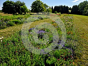 flowering asters in the flower bed form a monoculture, a carpet of flowers.