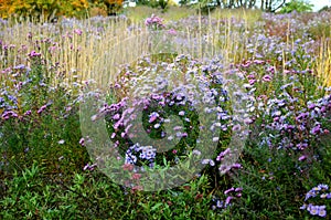 flowering asters in the flower bed form a monoculture, a carpet of flowers. photo