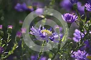 Flowering Asters (Symphyotrichum) in the sun in autumn