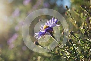 Flowering asters (Symphyotrichum) in the sun in autumn