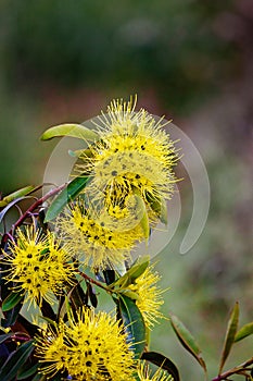 Flowering Australian Wattle Tree