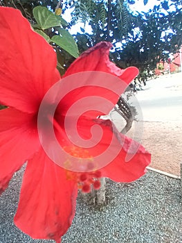 Flowering in automne