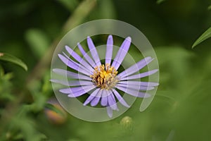 Flowering of an Autumn Aster (Symphyotrichum) in a flower bed