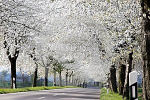 Flowering avenue colored white, cherry trees