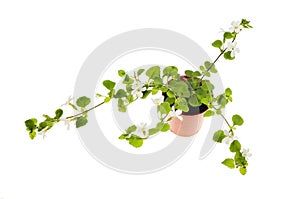 Flowering bacopa plant photo
