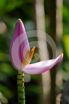 Flowering banana photo