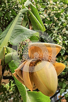 Flowering banana palms, Abkhazia